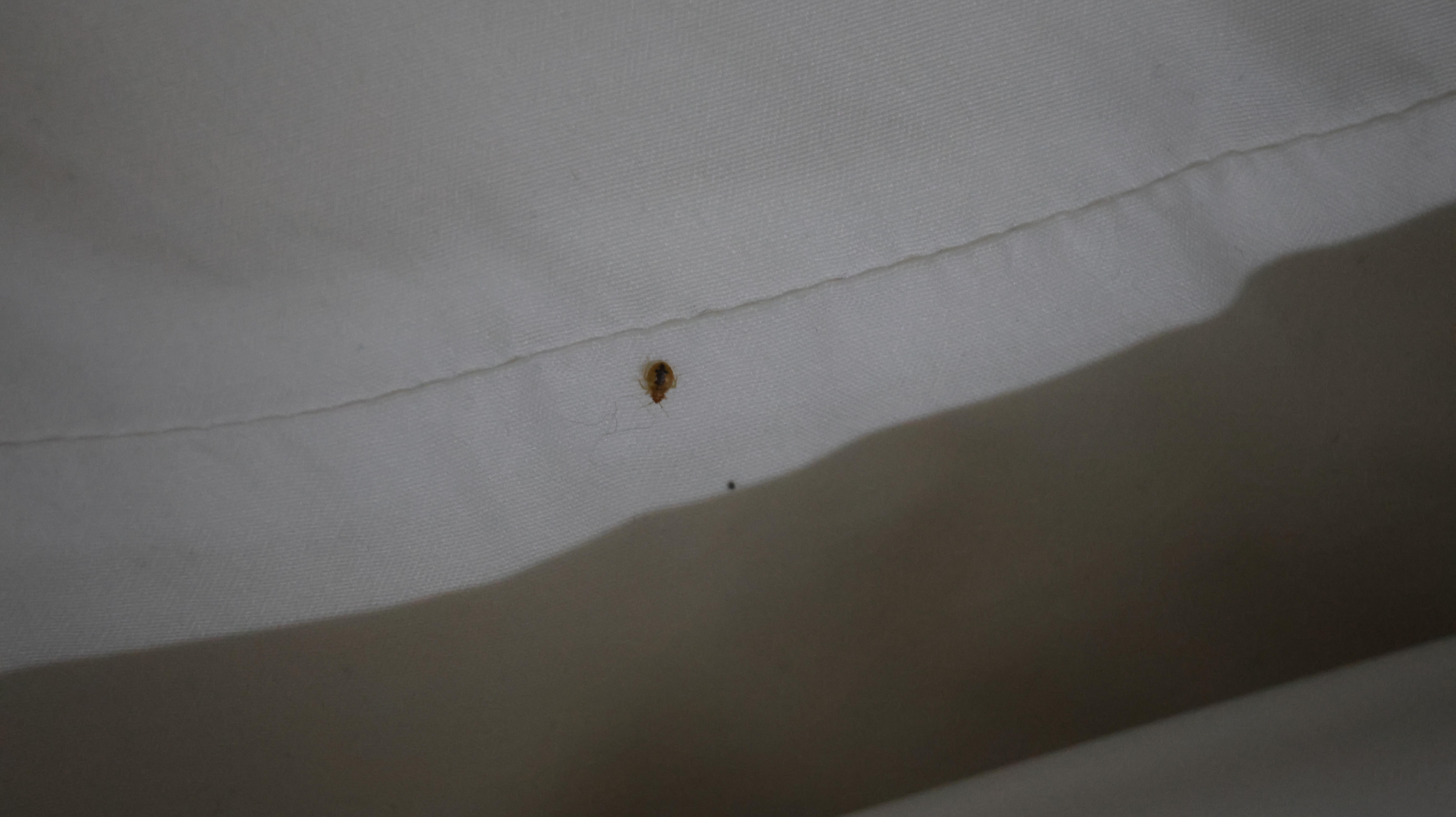 Bed bug on Inn’s pillow.