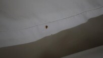 Bed bug on Inn’s pillow.