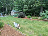 Doggo's dream