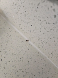 Roach on sink counter.