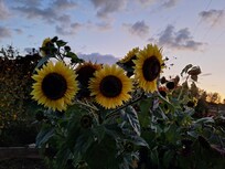 Sunflowers from the hay field
