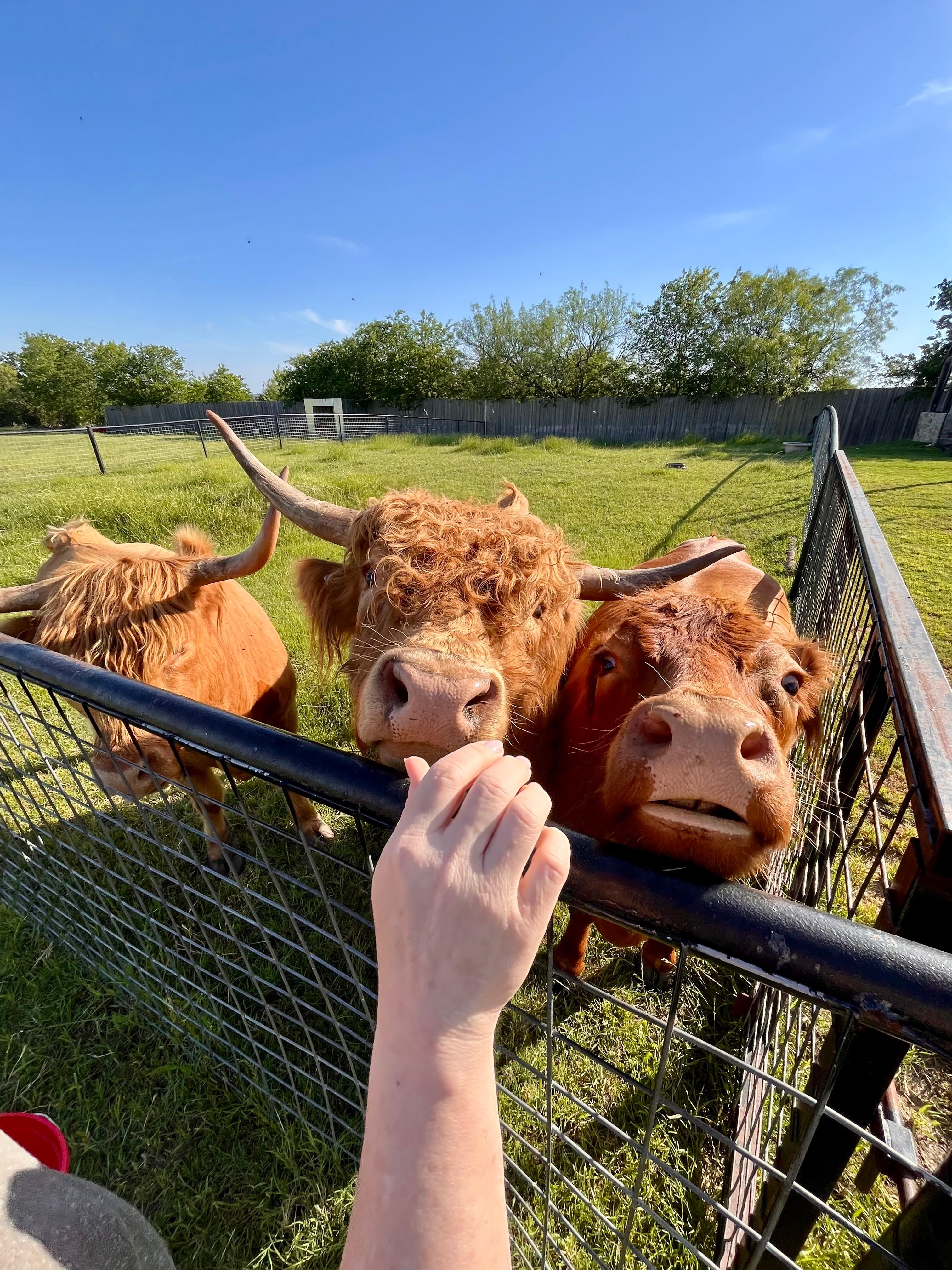 The cows