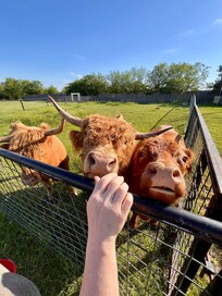 The cows