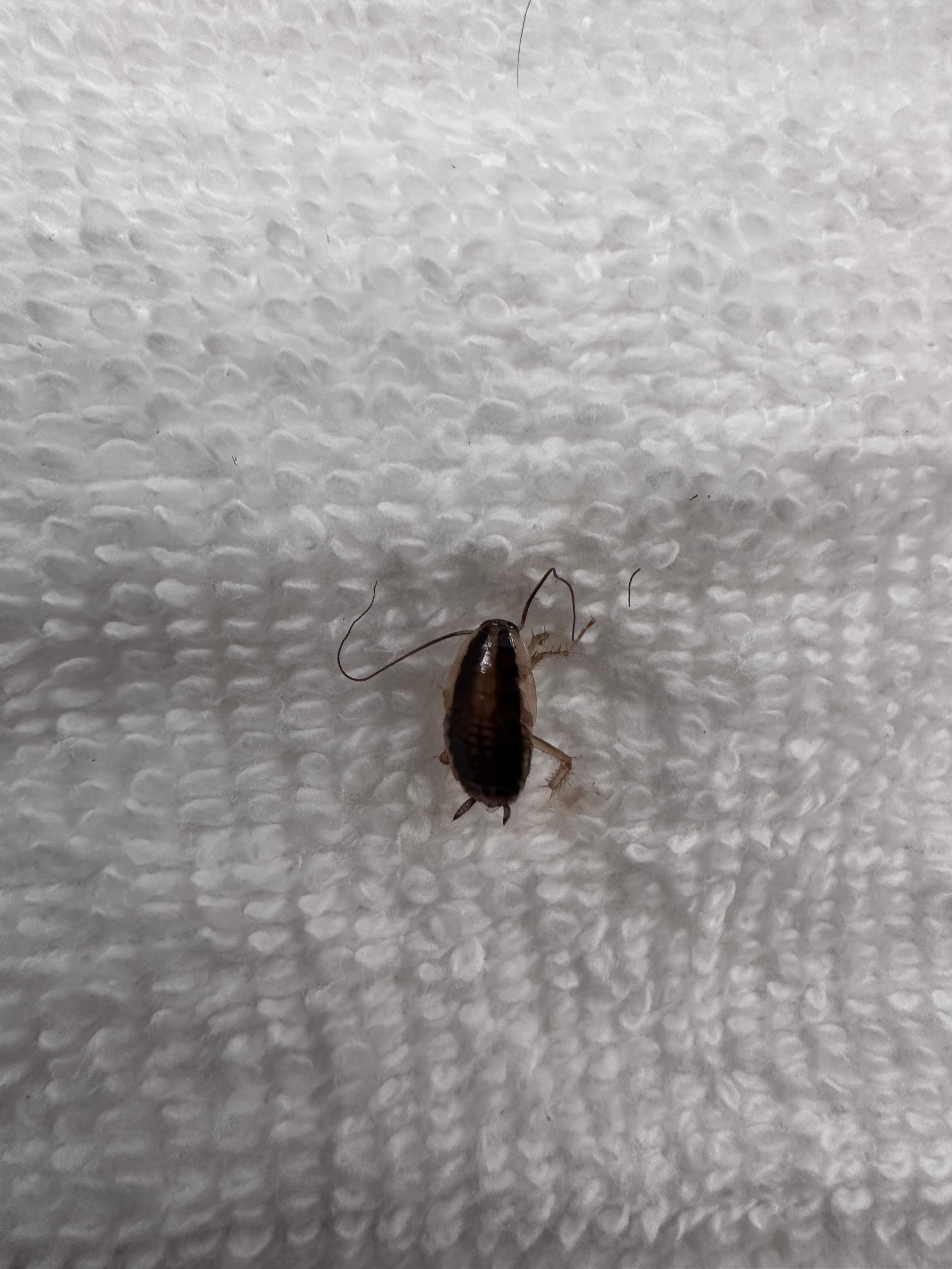 Roach on towel in bathroom 