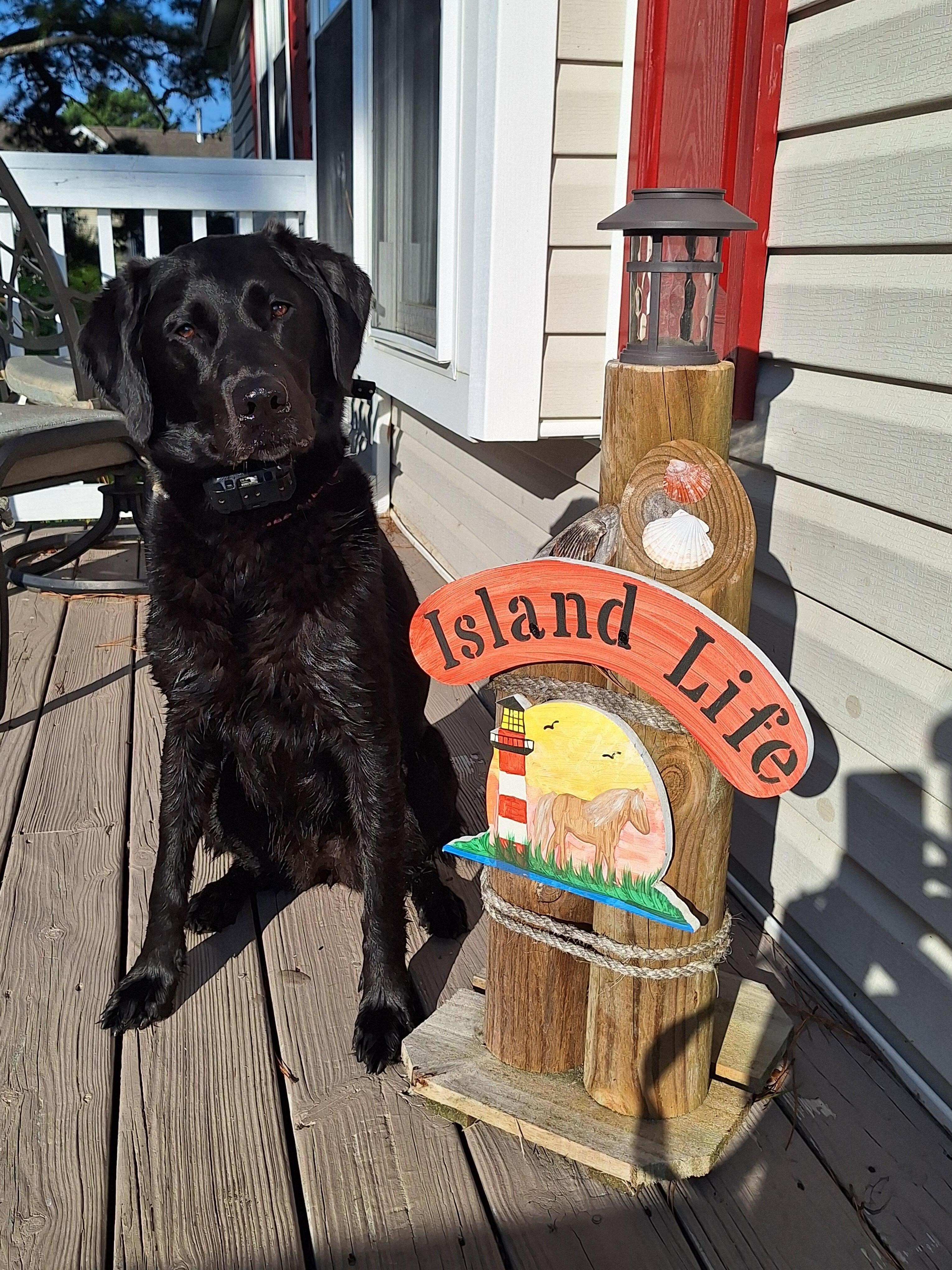 Sadie Mae approved rental :)