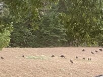 Wild turkeys!