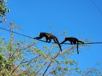 Howler monkeys on our walk to the market
