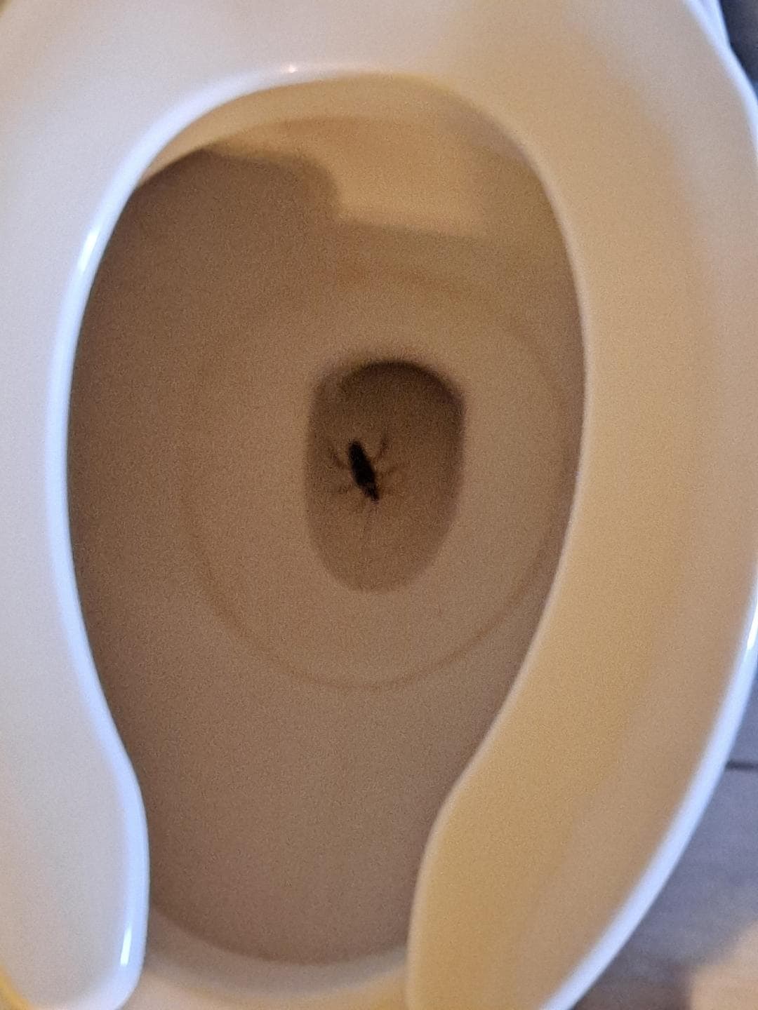 Roach floating in toilet, room had overwhelming mildew smell.