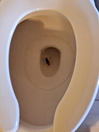 Roach floating in toilet, room had overwhelming mildew smell.
