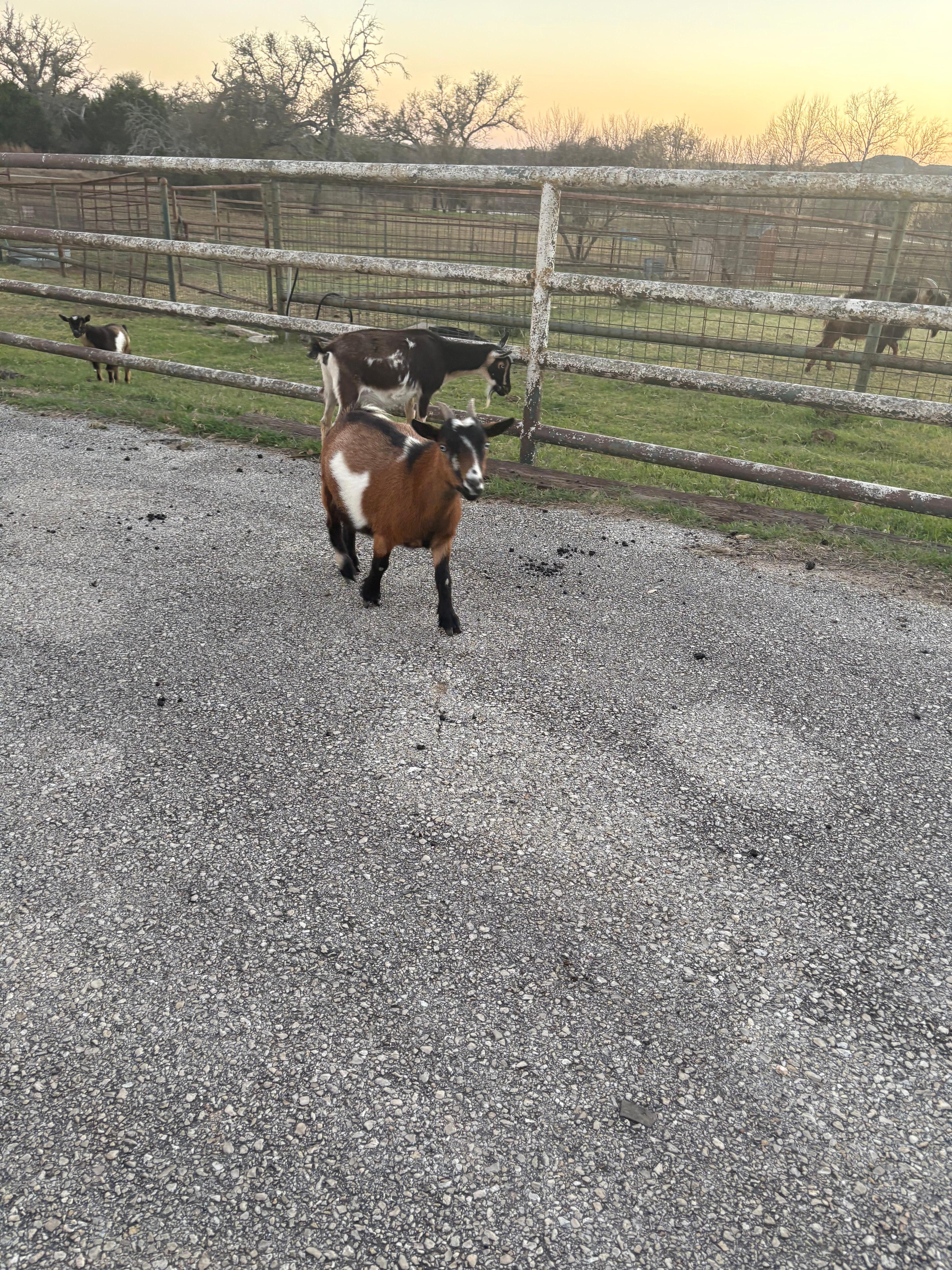 We loved the baby goats and two cats on the property