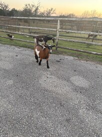 We loved the baby goats and two cats on the property