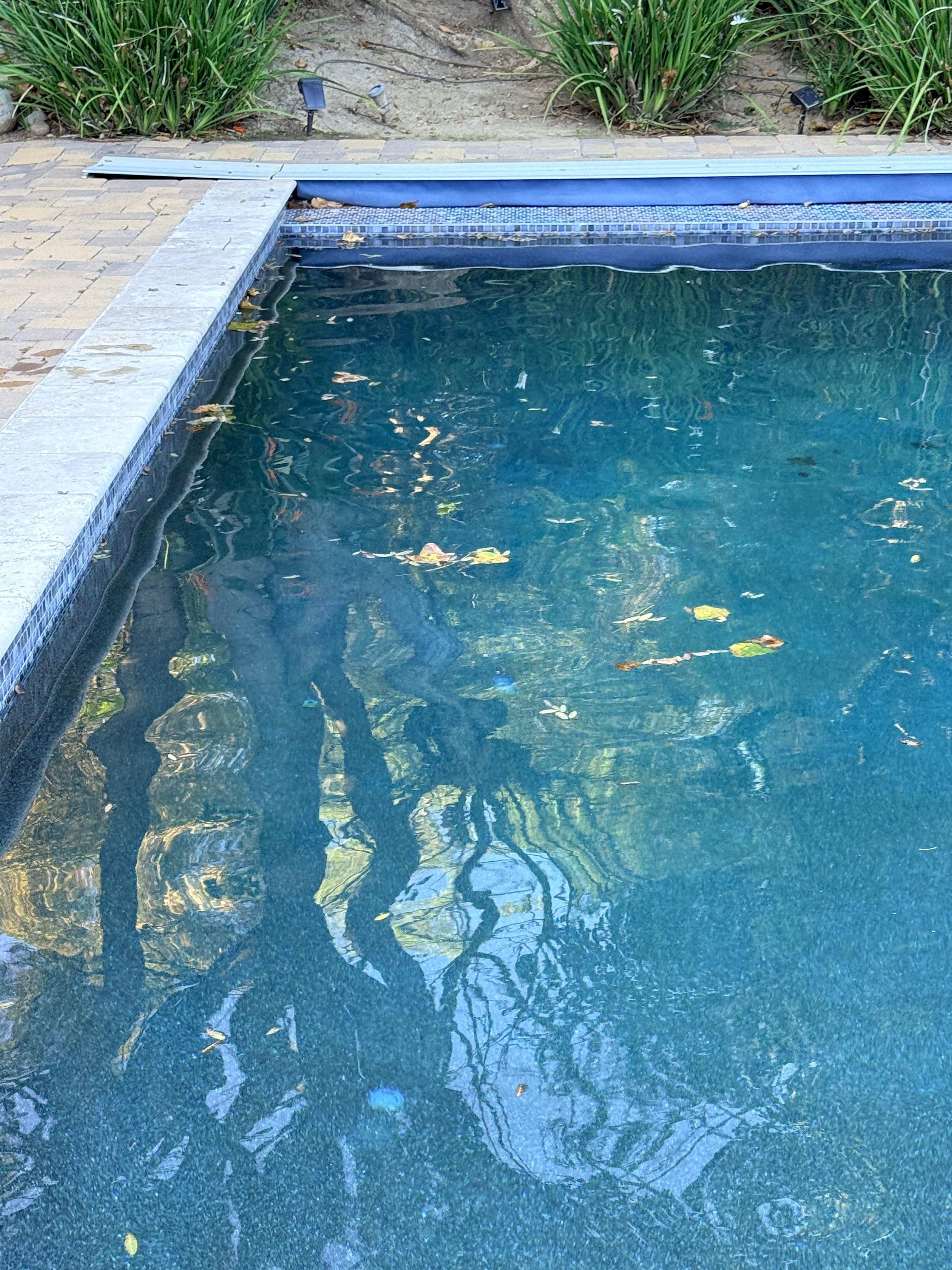 Dirty pool area. More leave and branches at the bottom and around it. 