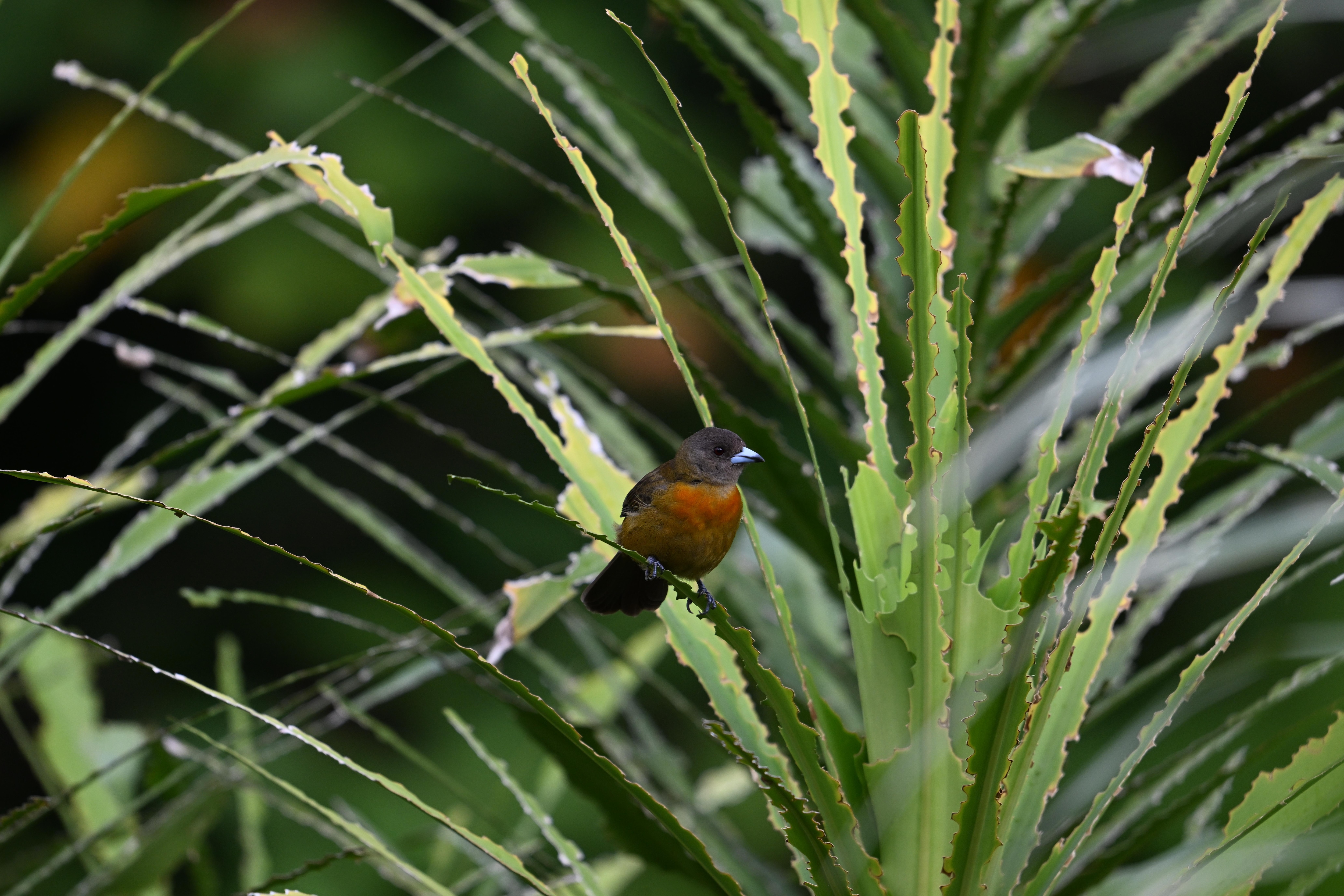 Female scarlet-rumped tanager