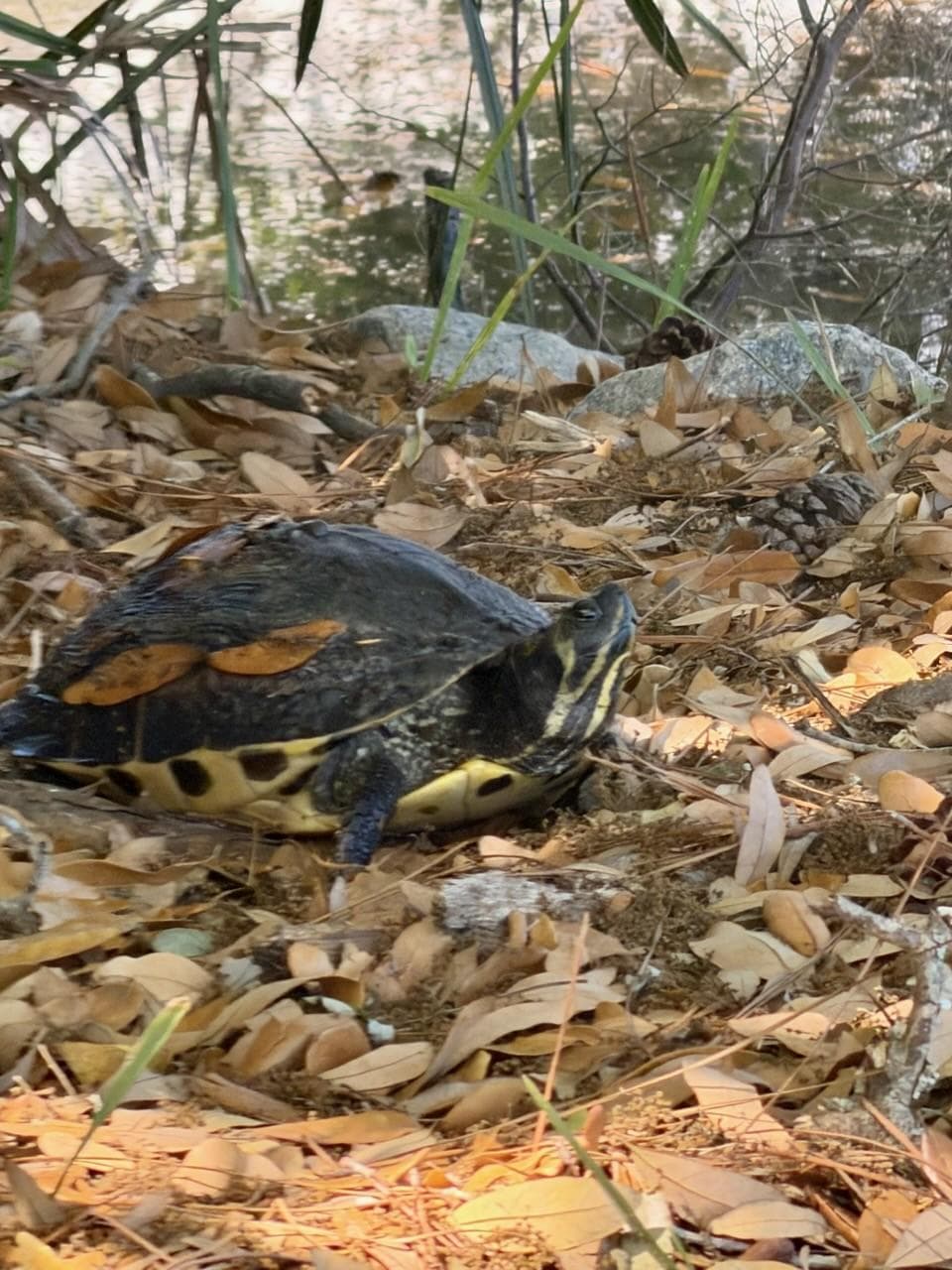 My son loved seeing the turtles each day!