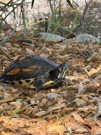 My son loved seeing the turtles each day!