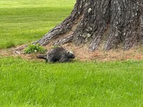 Our little porcupine visitor.
