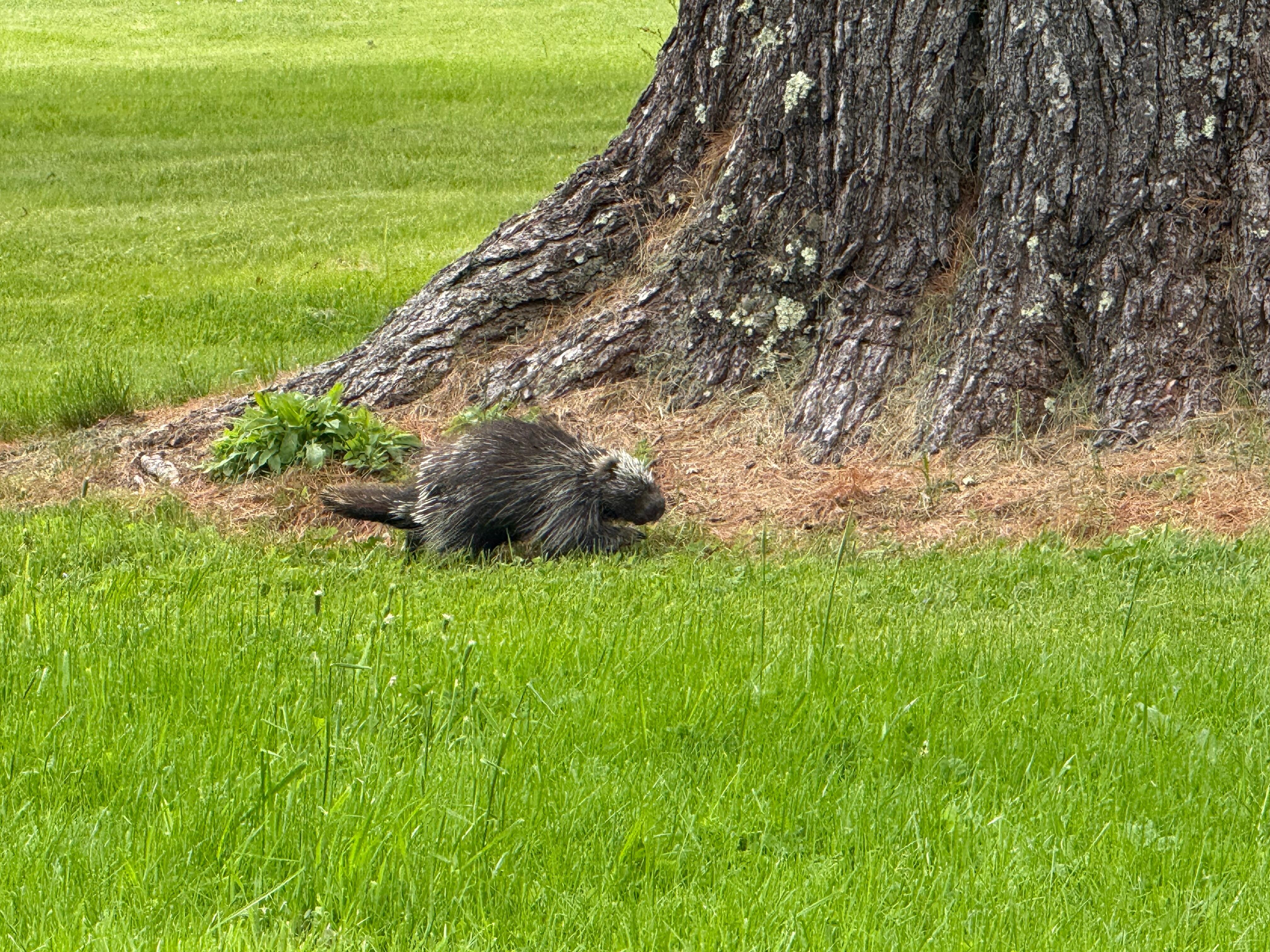 Our little porcupine visitor.