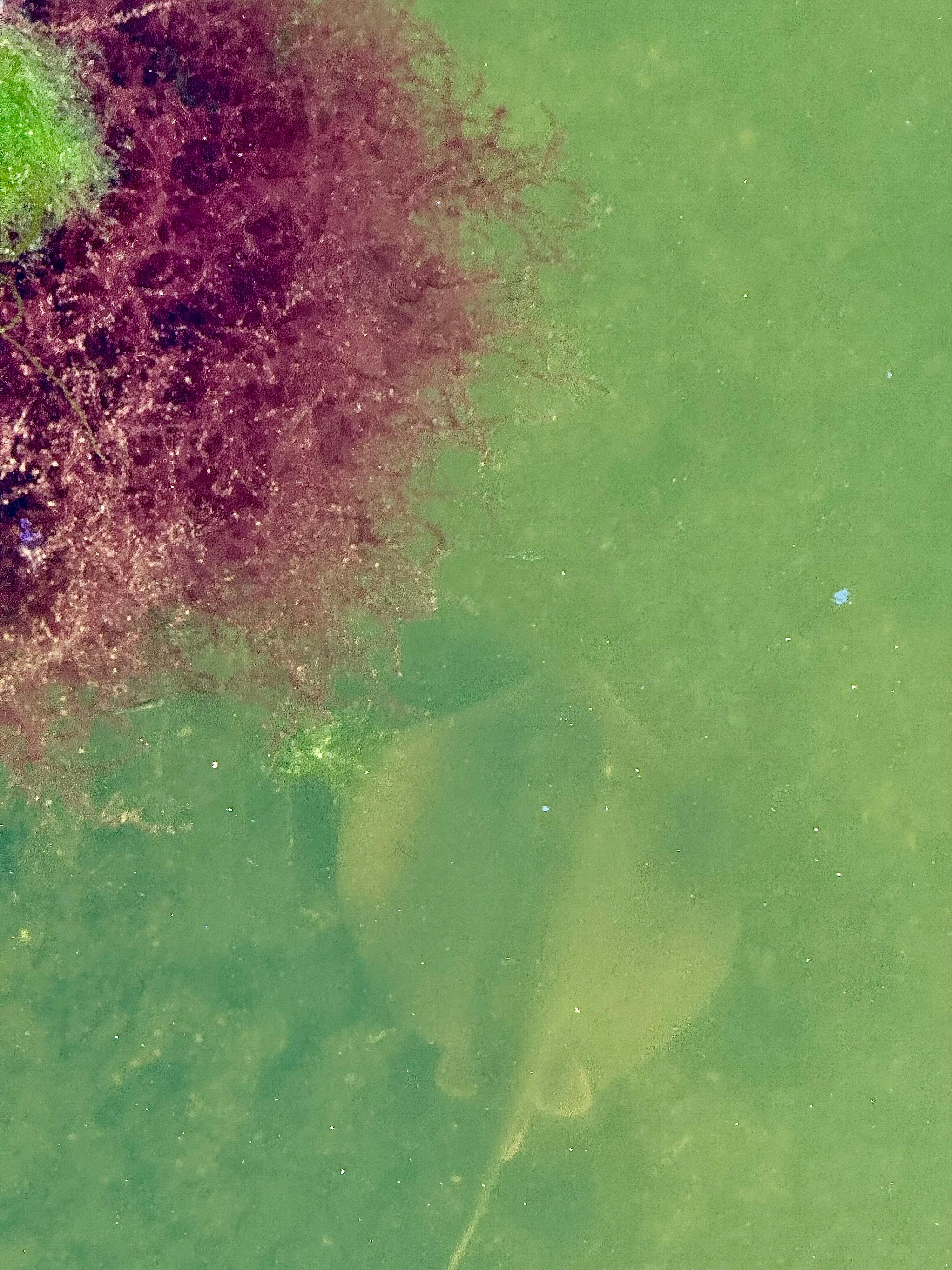 Stingray under the dock