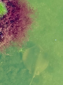 Stingray under the dock