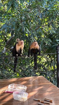 Monkeys almost every day!!!!