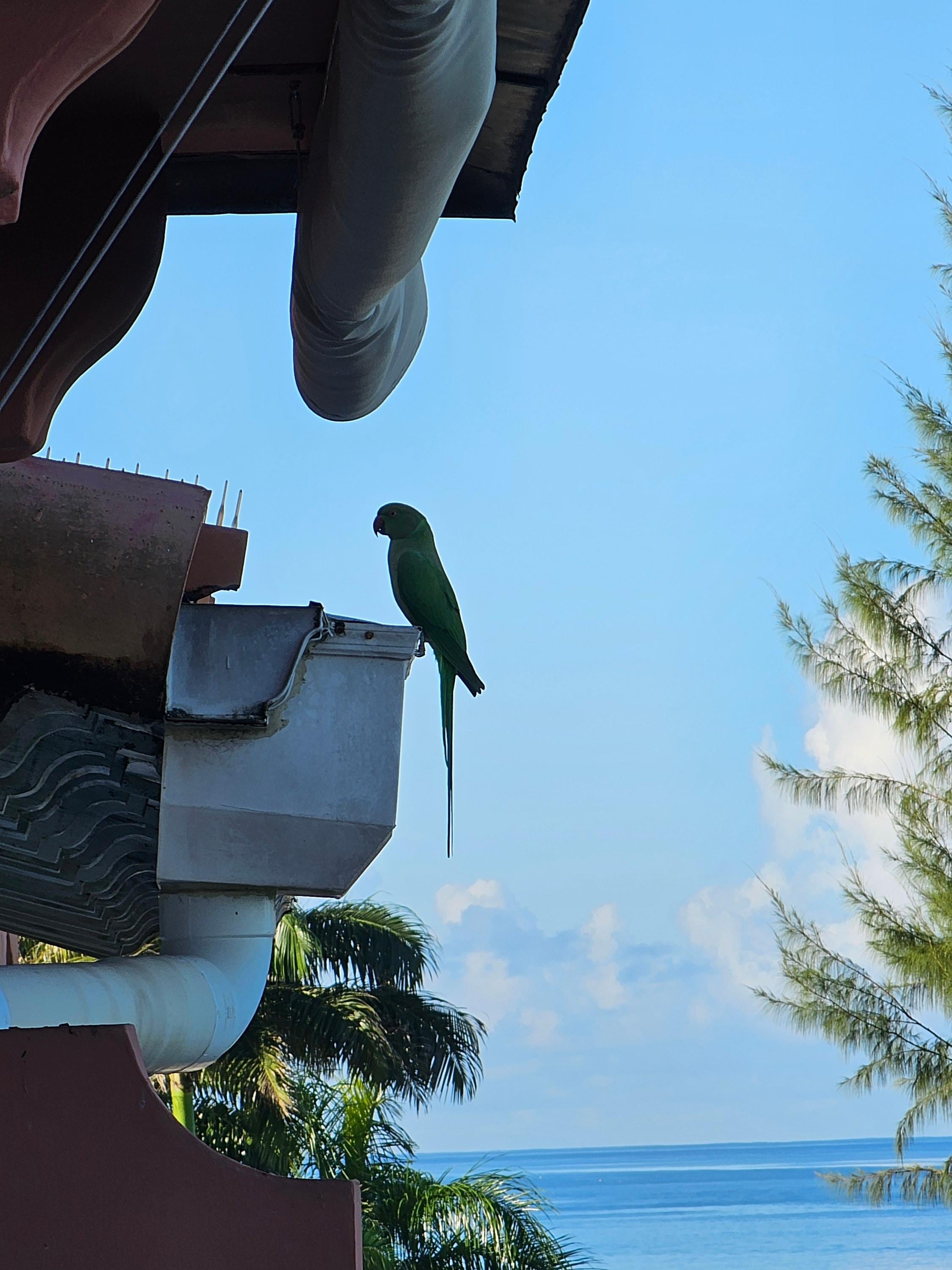 A parakeet visiting in the morning
