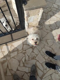 Cango çok tatlıydı.