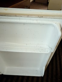 Mold in fridge