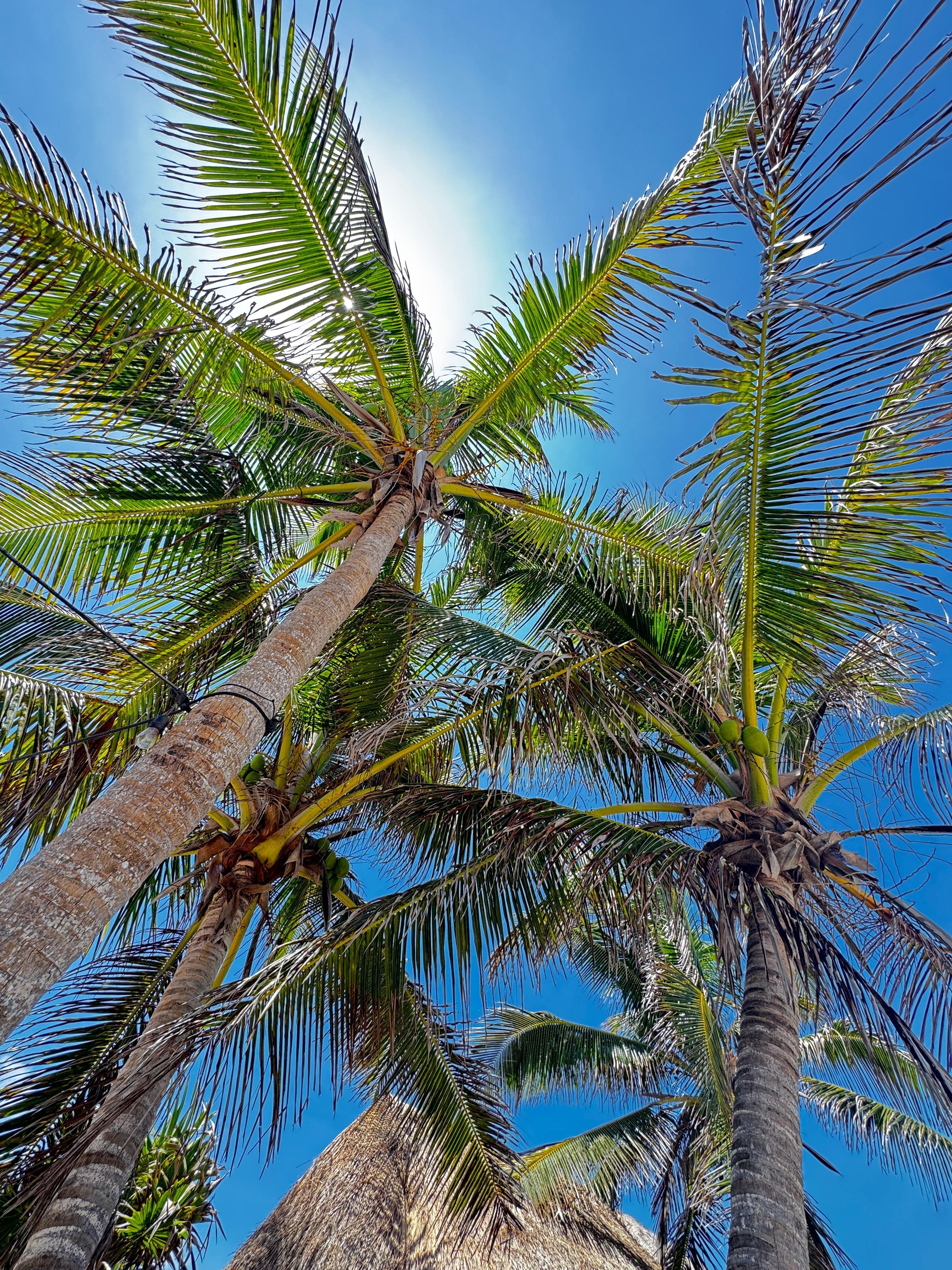 Palm trees near the pool