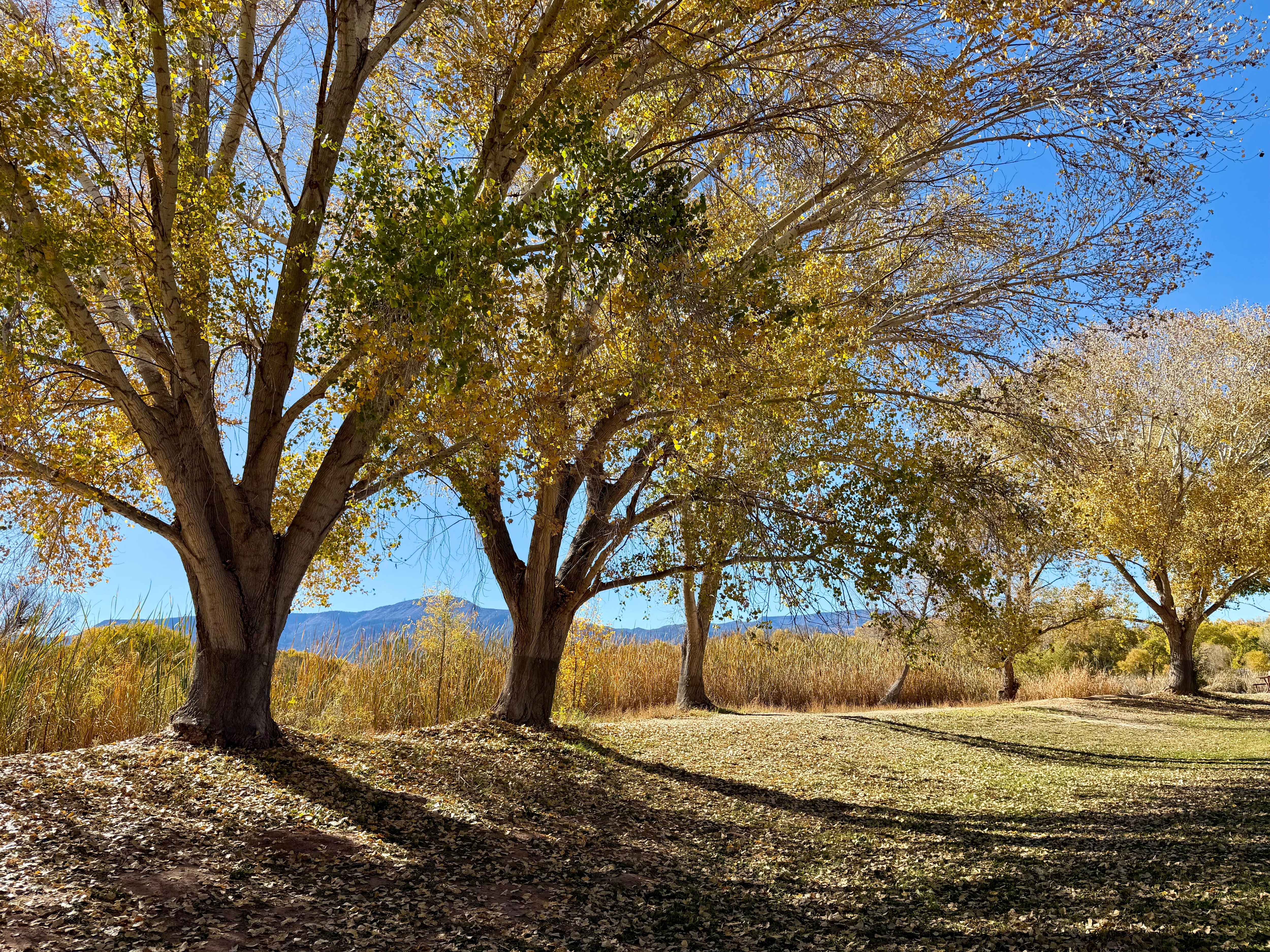 Dead Horse Ranch State Park