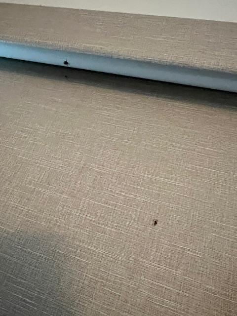 another dead bug