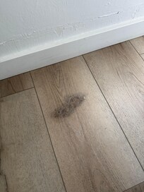Dust bunny and dirt