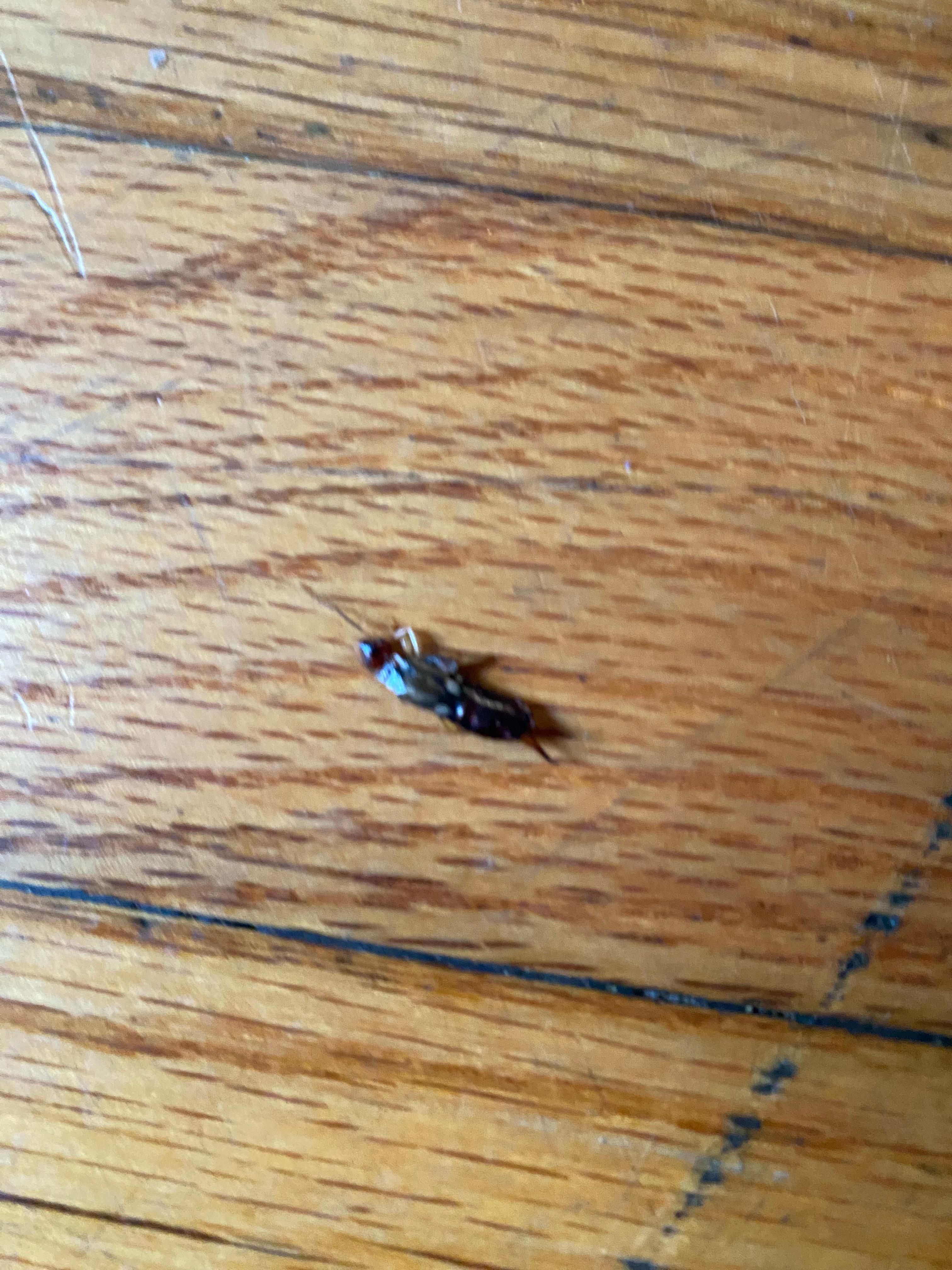 Bug on the floor in living room 