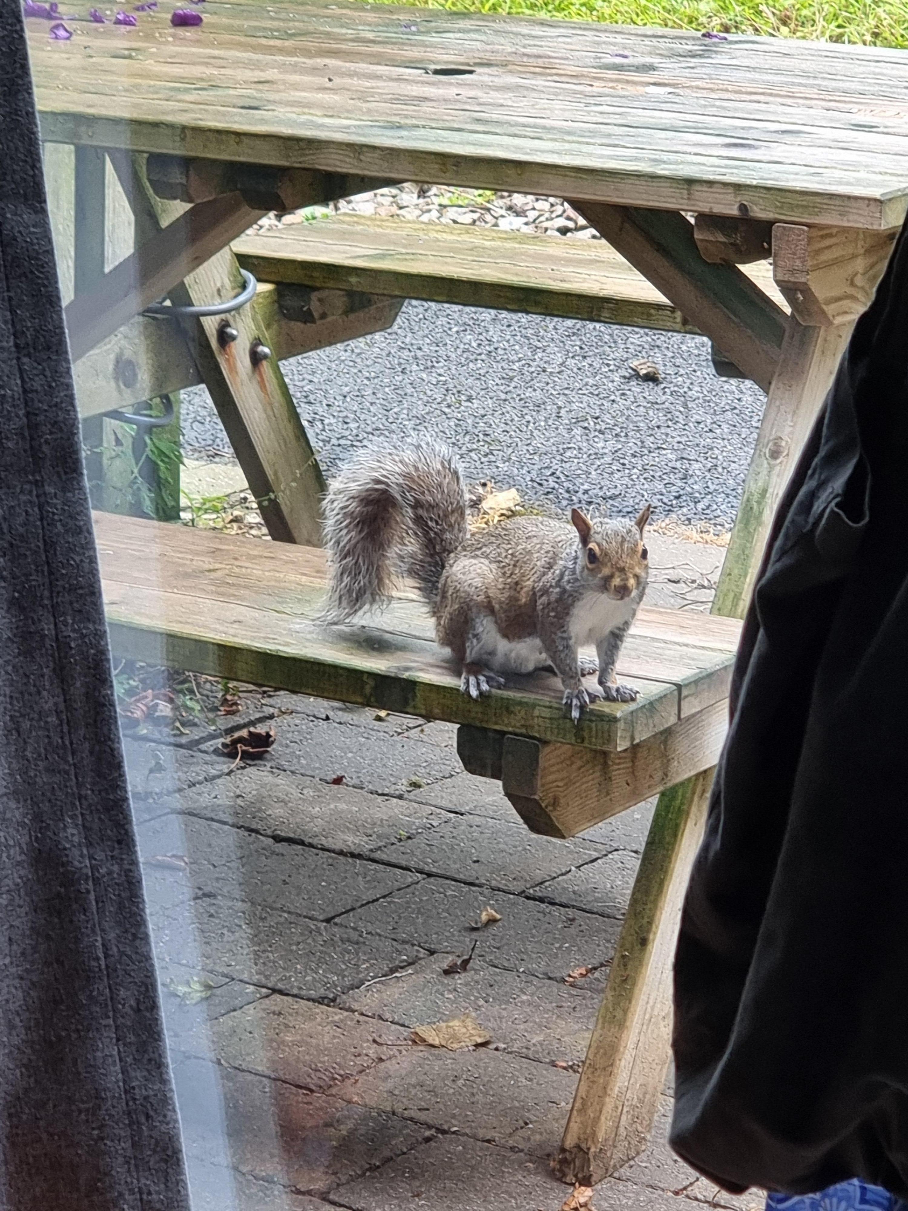 Das Eichhörnchen kam jeden Morgen auf der Terrasse vorbei.