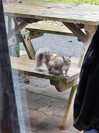 Das Eichhörnchen kam jeden Morgen auf der Terrasse vorbei.