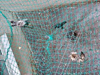 Dead animals