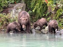Bear viewing with Talon Air
