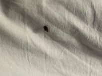Bed bug