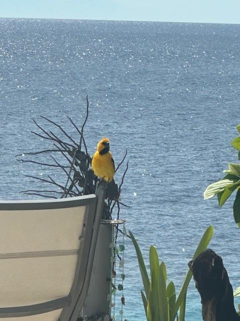 Daily visitor to the deck. 