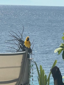 Daily visitor to the deck.