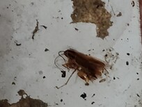 Dead roach when I opened the drawer to put something in. Look at the droppings and old wood.