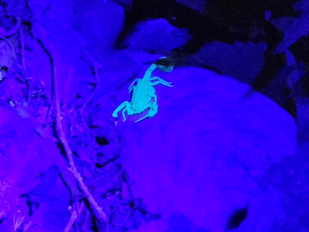 bought a black light because worried at night so found more at night