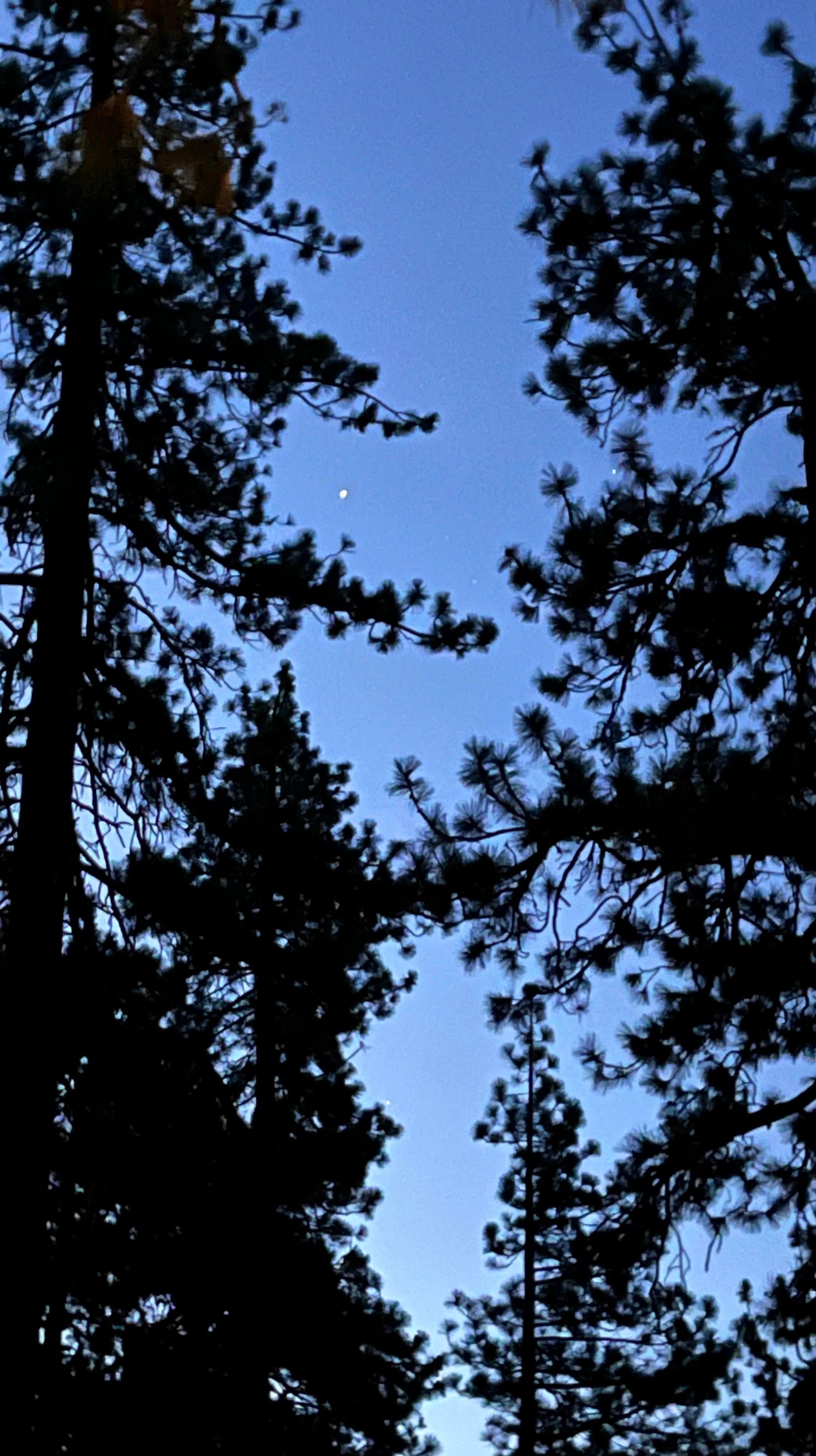 Look closely to see a morning star between the trees.