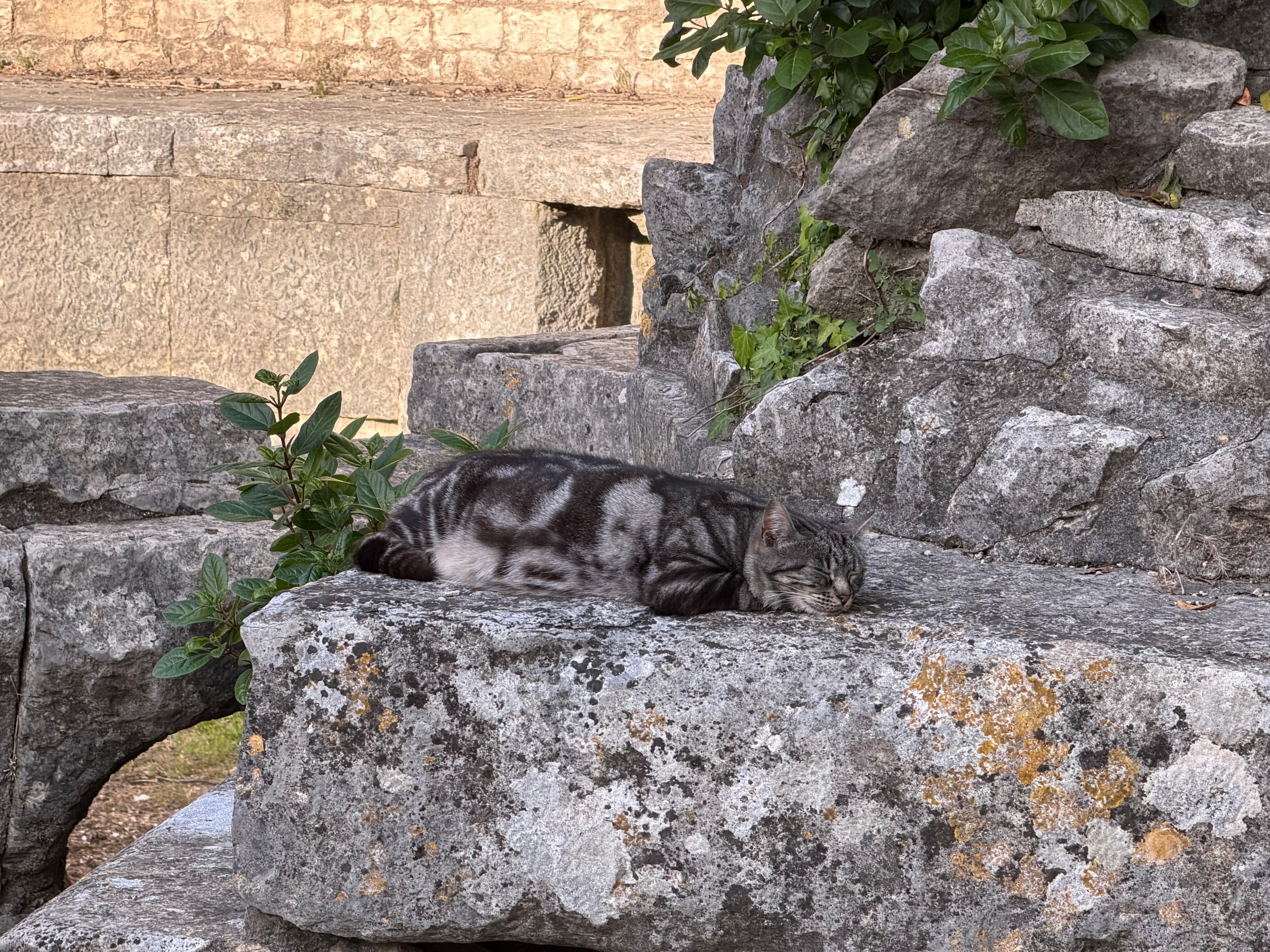 Happy cats reflect a livable city.