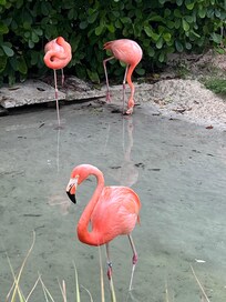 Flamingo pond