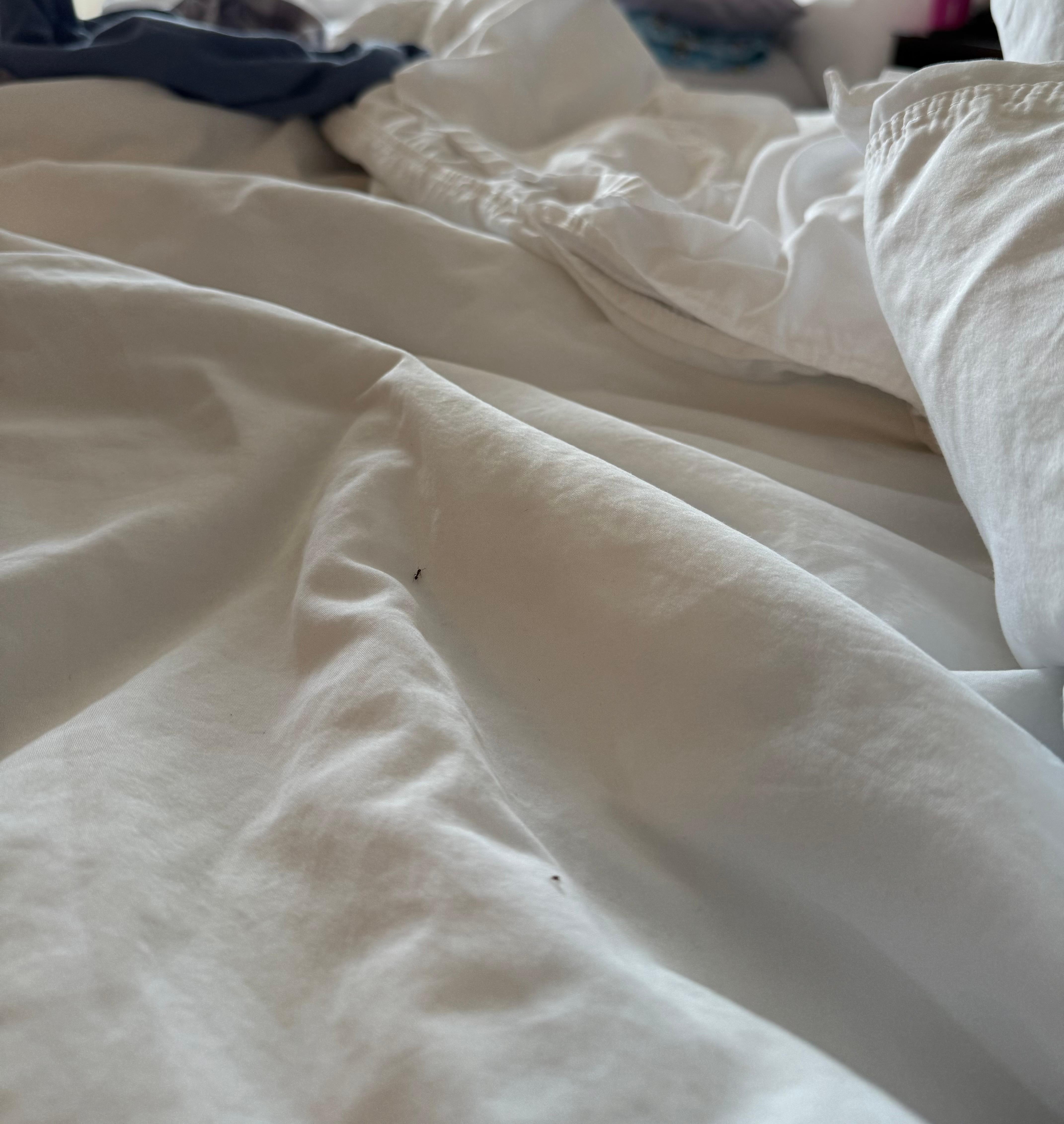 Our room had ants on the bed