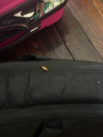 Baby cockroach on laptop bag