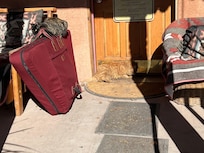 Cat adopts hammered dulcimer case for bed and scratch pad.