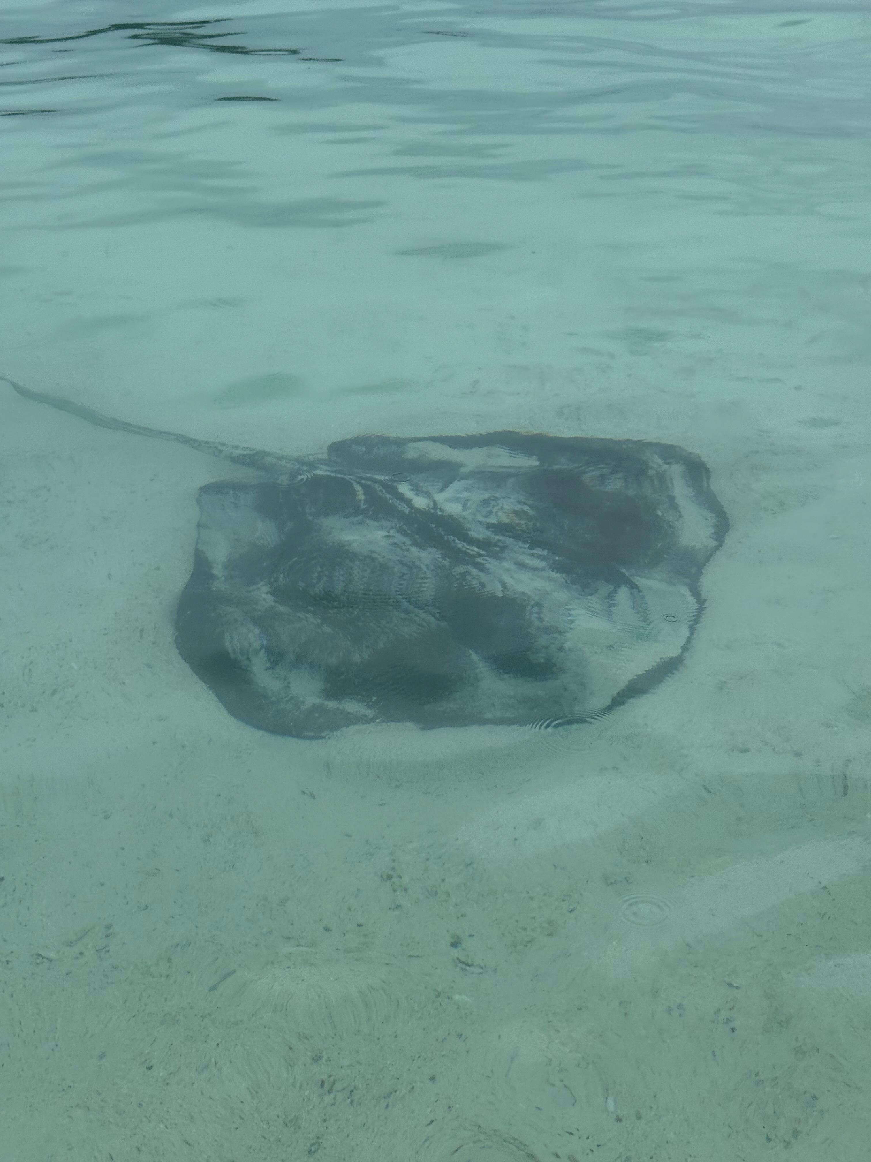 Saw one at almost every beach!