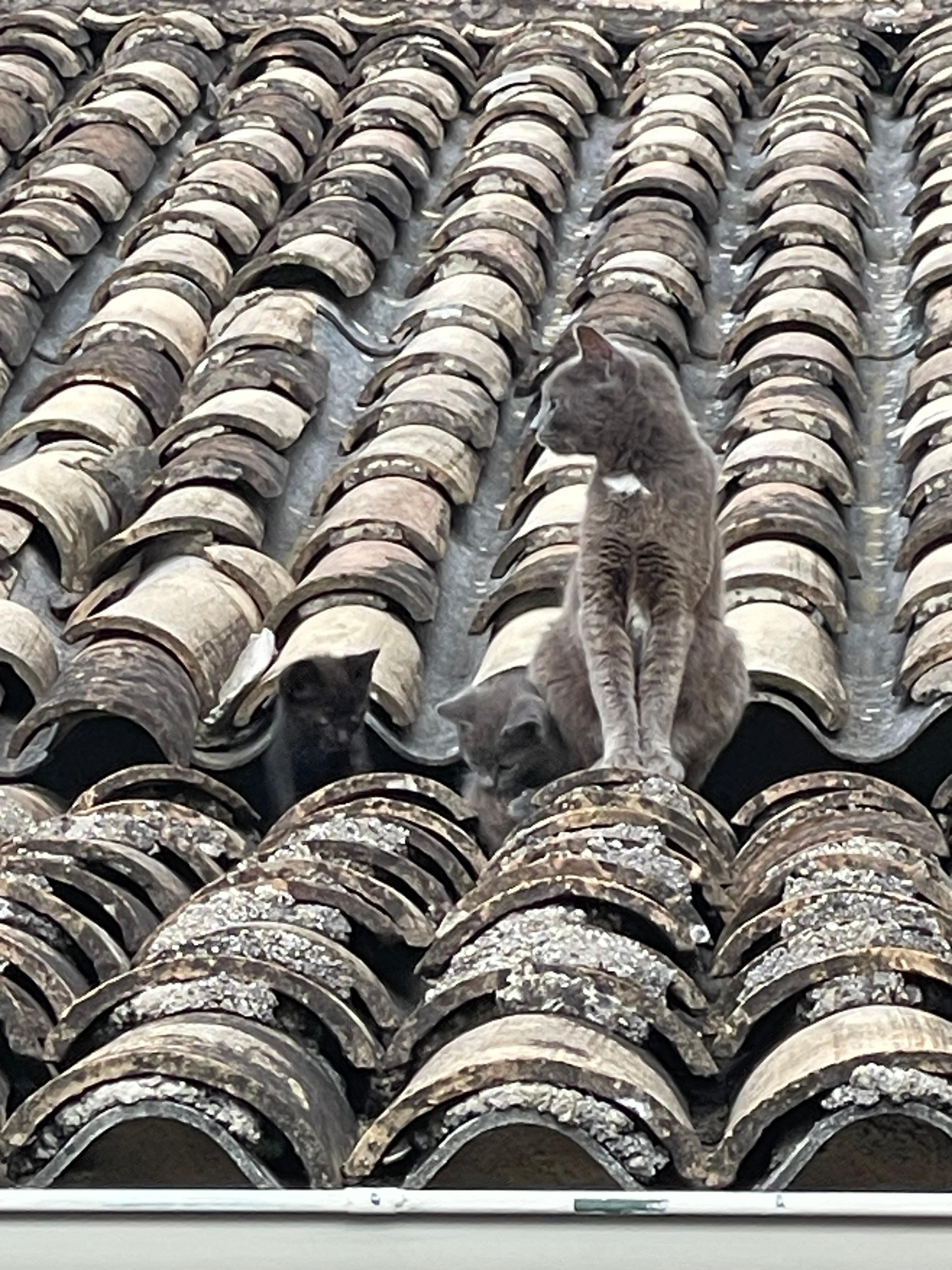 Hauskatze mit Jungen