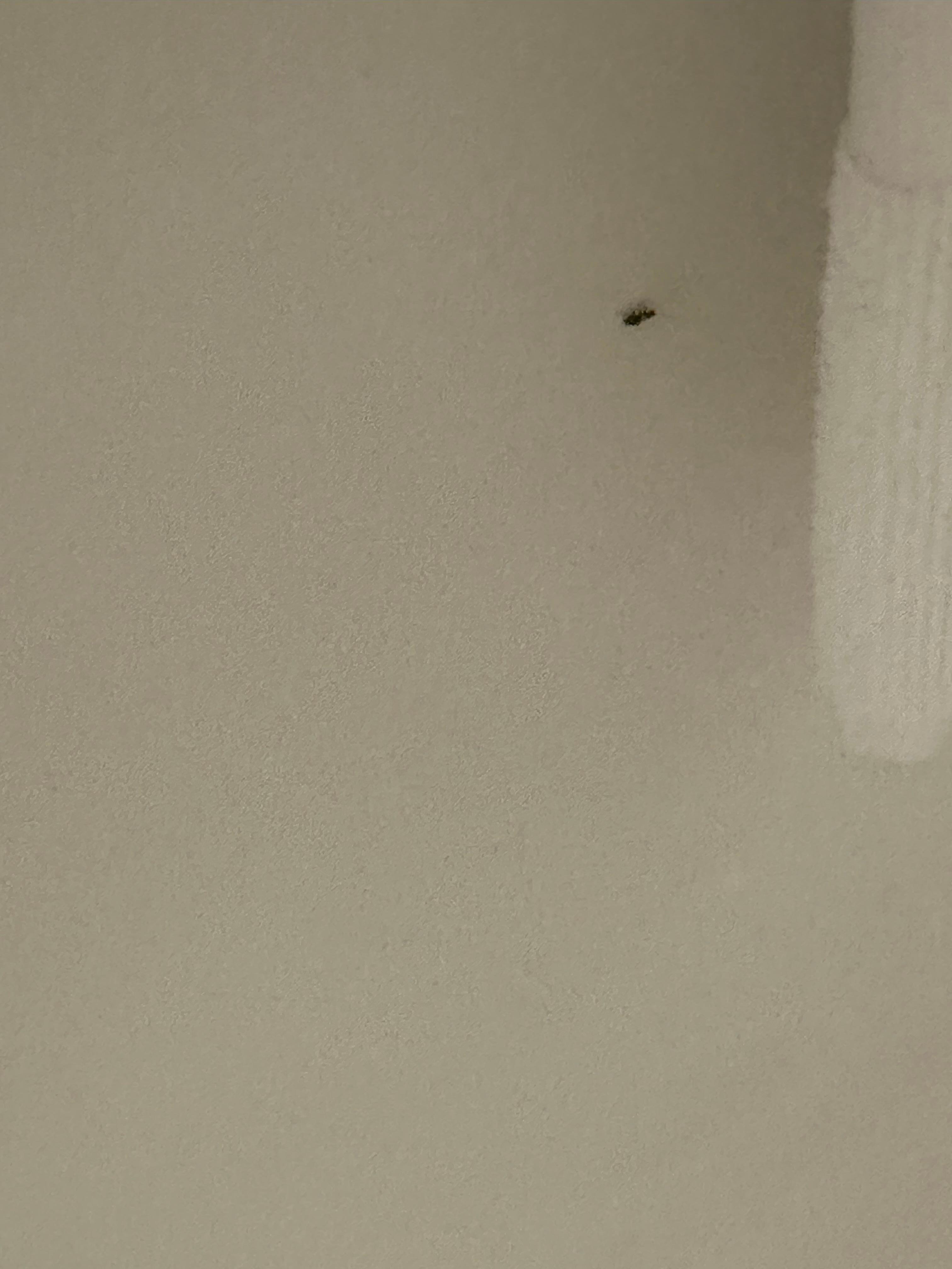 Roach in the shower (notice the towel to the left) 